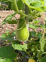 Benincasa hispida (fam Cucurbitacees) (Est de l'Asie) (2) (Photo F. Mrugala)